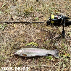 ニジマスの釣果