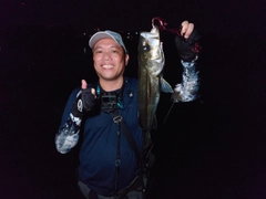シーバスの釣果
