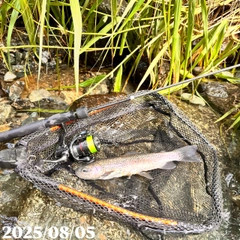 ニジマスの釣果
