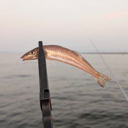 シロギス