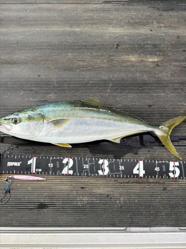 イナダの釣果