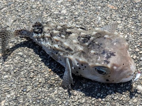イシガキフグの釣果