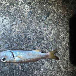 ミナミハタンポ