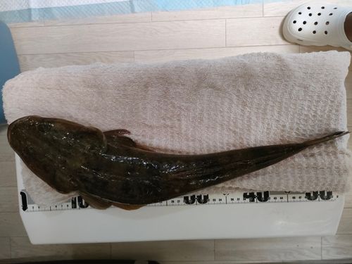 マゴチの釣果