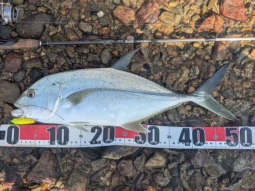 オニヒラアジの釣果