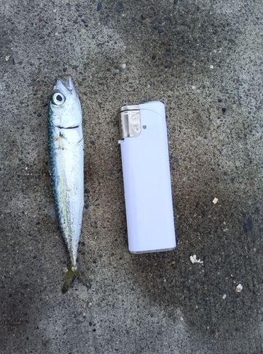 サバの釣果