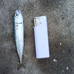 サバ