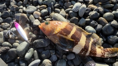 アオハタの釣果