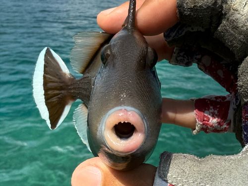 ツマジロモンガラの釣果