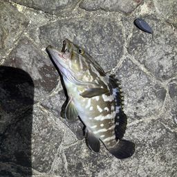 クエ