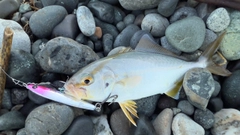 ショゴの釣果