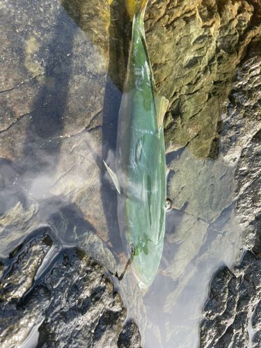 ヤズの釣果