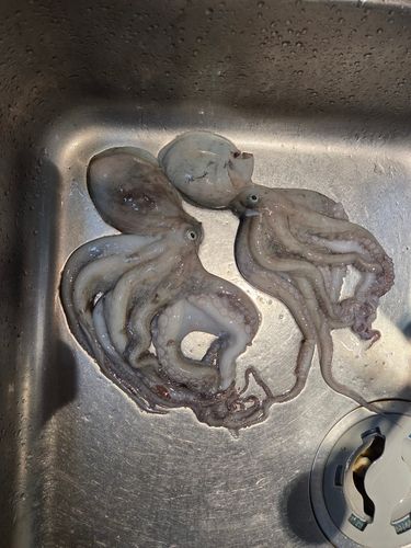 マダコの釣果