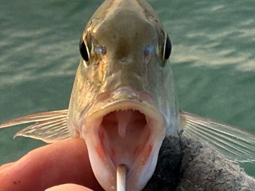 マトフエフキの釣果