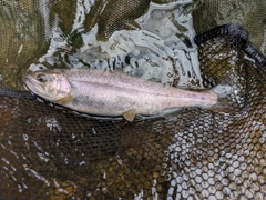 ヤマメの釣果