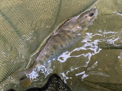 ヤマメの釣果