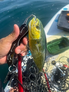 シイラの釣果