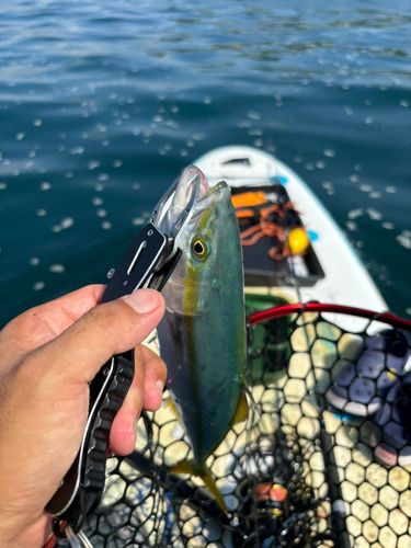 ワカシの釣果