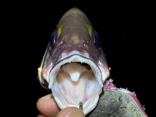 オキフエダイの釣果
