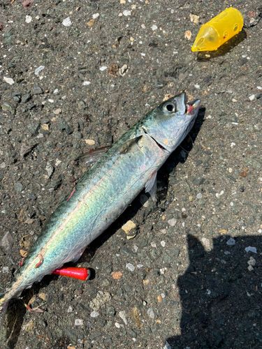サバの釣果