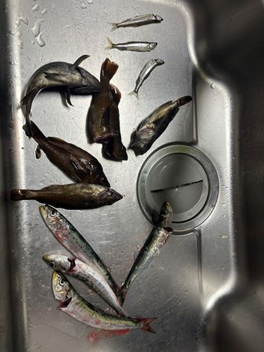 イワシの釣果