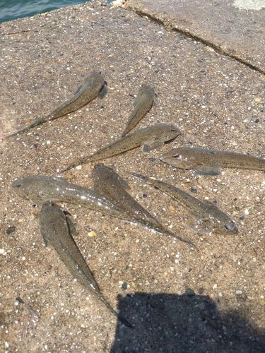 メゴチの釣果