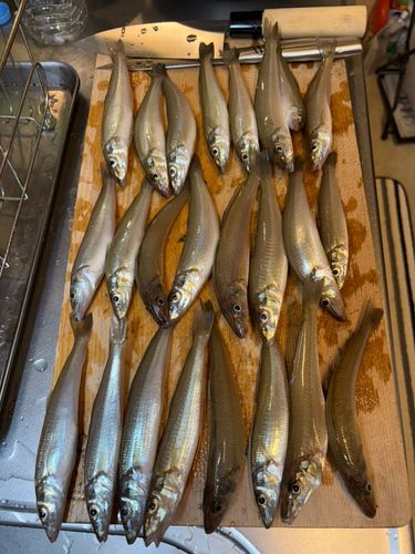 シロギスの釣果