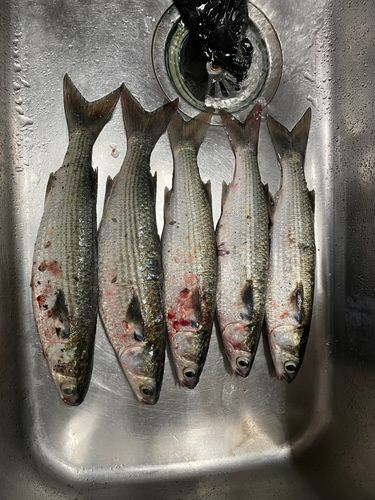 ボラの釣果