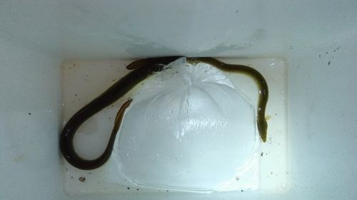 ウナギの釣果