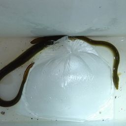 ウナギ