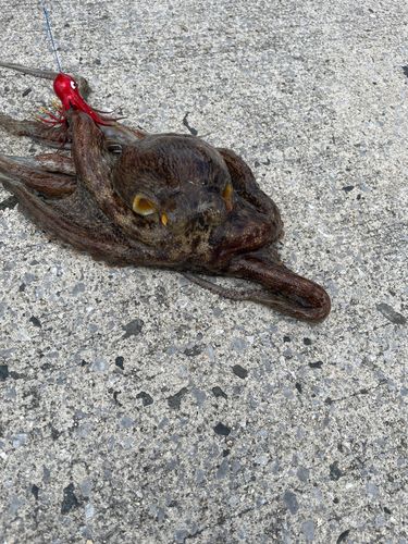 タコの釣果