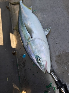 ワラサの釣果