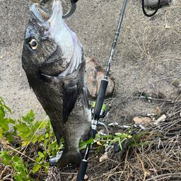 クロダイ