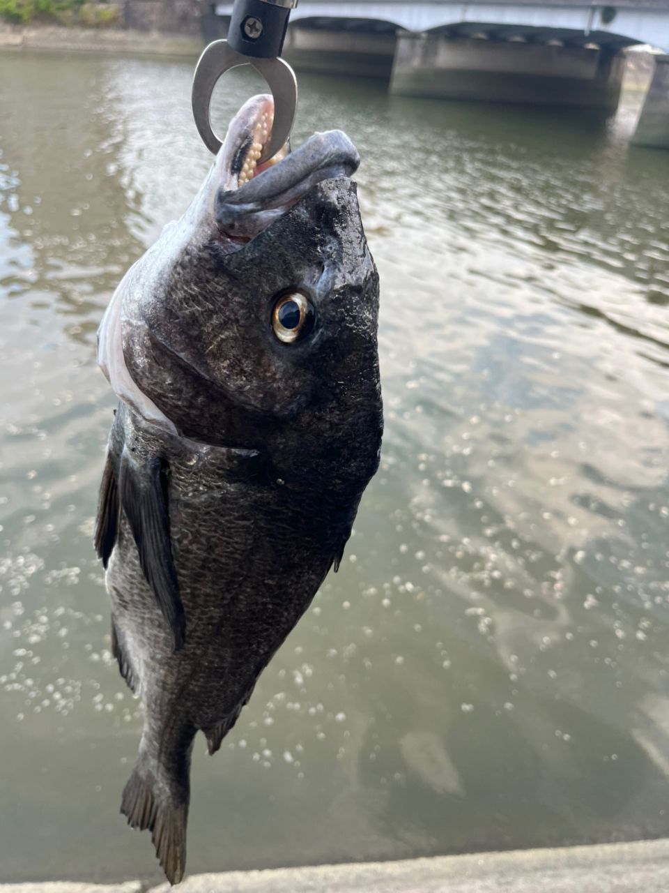 クロダイ