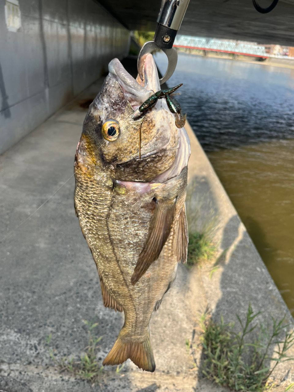 クロダイ