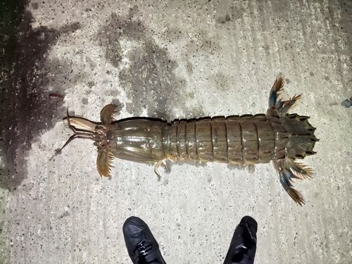 シャコの釣果