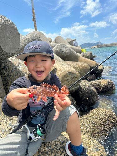アラカブの釣果
