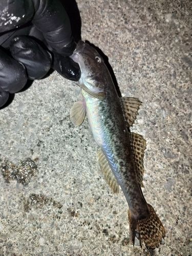 ハゼの釣果