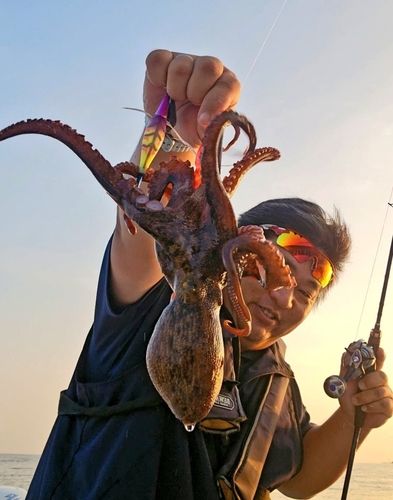 タコの釣果