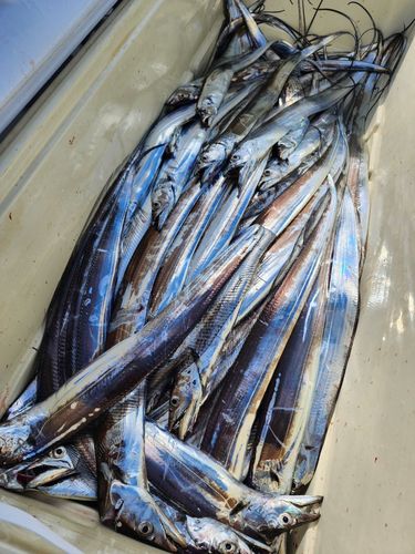 タチウオの釣果