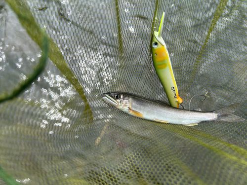 アユの釣果