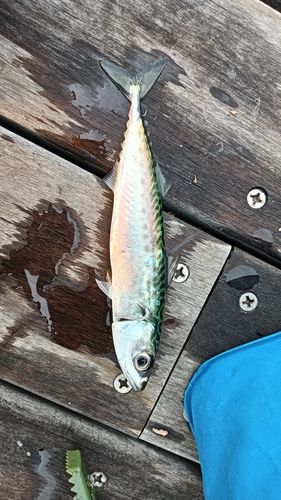 サバの釣果
