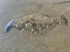 ソゲの釣果