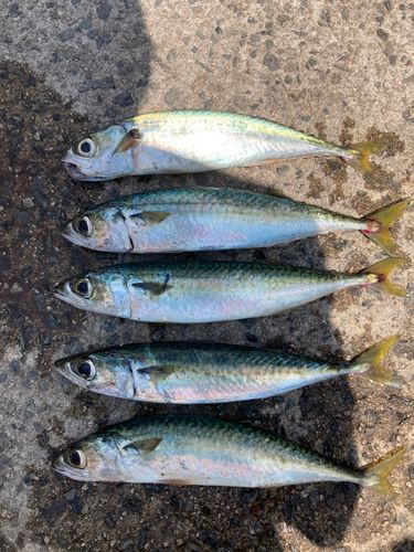 サバの釣果