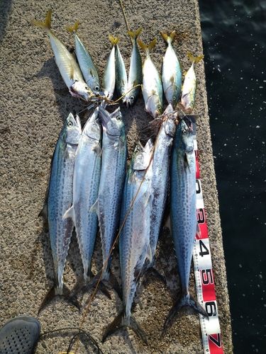 サゴシの釣果