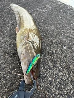 マナマズの釣果
