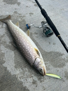 アメマスの釣果