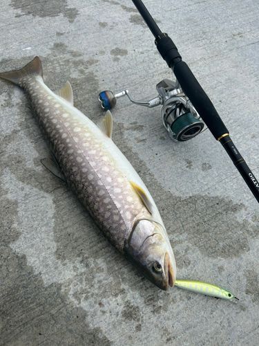 アメマスの釣果