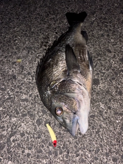 チヌの釣果