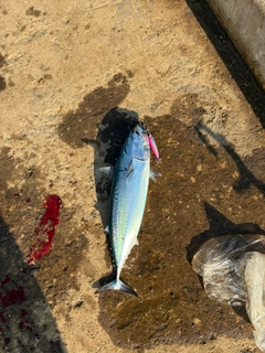 ソウダガツオの釣果
